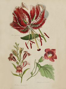 Julium Speciosum