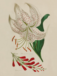 Lilium Lancifolium, Russelia Juncea