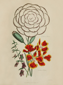 Horneris Picotee, Oncidium Forbesii