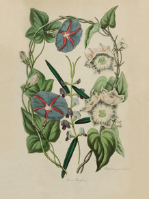 Hovea Manglesia, Philibertia Grandiflora