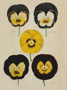Eclipse, King Of The Heartsease, Lord Durham