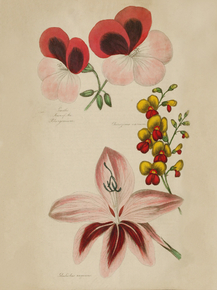 Garth's Joan Of Arc. Pelargonium, Chorizema Varium