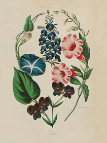 Amphecome Arguta, Chorezema Ruscifolia Amphecome Arguta, Chorezema Ruscifolia
