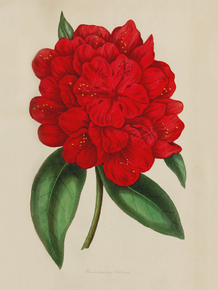 Rhododendren Gabornii