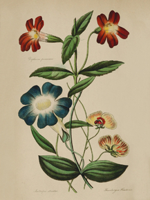 Deplacus Puniceus, Fsotropis Stuatus, Thunbergia Hantonia