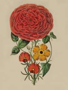 Thunbergia Auratia, Gompholobium Polymorphum, Rose Maculata