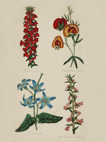 Epacris Coccineus, Gompholobium Versicolor, Tiveedia Coerulea, Epacris Impressa