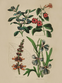 Roella Clegans, Fuchosia Wormaldii, Salvia Confertiflora, Lobelia Ramosa