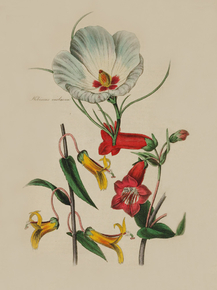 Hibiscus Violacea, Siphocampylus Spicata, Pentstemon Genuanoides