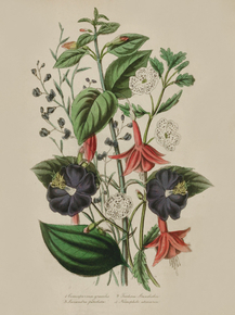 Bomosperma Gracilis, Fuchsia Standishii, Fasiandra Petiolata, Nemophito Atomaria