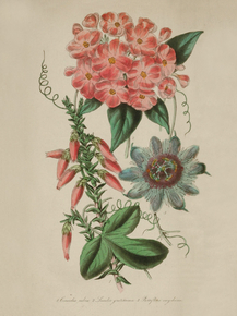 Bosmelia Pubra, Juculia Gratissima, Passiflora Onychina