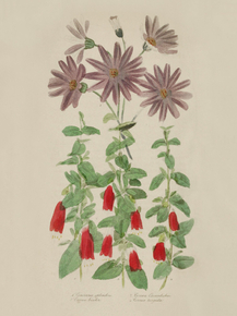 Cineraria Splendens, Corraea Cavendishii, Corraea Bicolor, Corraea Turgida