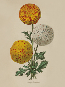 Feedling Ranunculuss