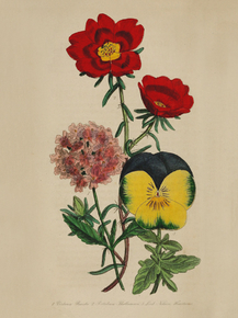 Veudena Buistii, Portulacca Thellusonii, Lord Nelson Pansy
