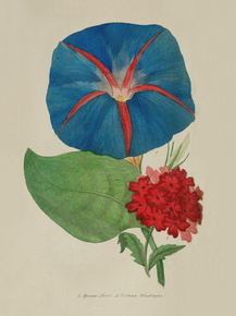 Ipomea Leari, Verbena Hendersoni