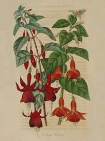 A Seedling Fuchsias