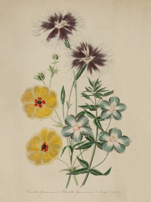 Dianthus Superbus, Potentilla Gauneriana, Anagallis