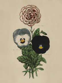 Boke Pink, Mijs Molesworth, Black Knight
