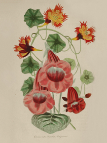 Gloxinia Rubra