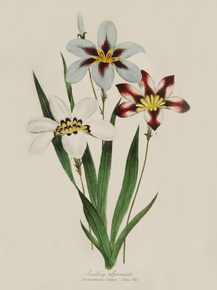 Seedling Sparaxis