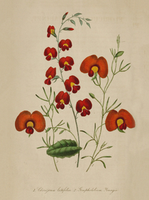 Chorozema Latifolia, Gompholobium Youngii
