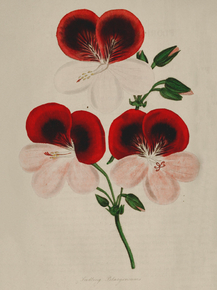 Seedling Pelargonium