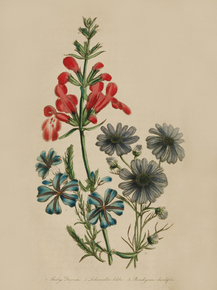 Slachys Doninesii, Lechenaultia Biloba