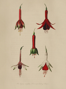 Fuchsia Cordifolia, Feedling Fuchsia