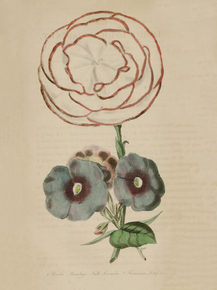 Mansley's Null Secundus, Franciscea Latifolia