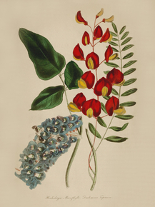 Hardenbergia Macrophylla
