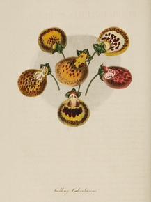 Seedling Calecolarias