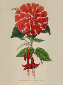Camelia Faponica, Fuchsia Radicans