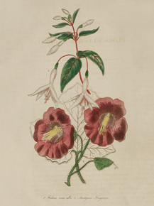 Fuchsia Rosea-Alba, Marlynia Fragians