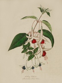 Seedling Fuchsias