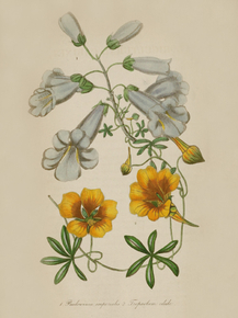Paulowinia Imperialis, Tropaeolum Edule