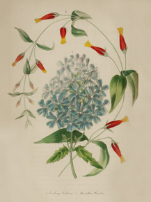 Seedling Verbena, Manettia Bicolor