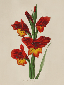 Gladiolus Antwerpiensis