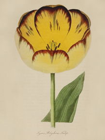 Tyso's Polydora Tulip