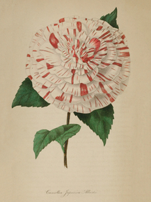 Camellia Japonica Albertii
