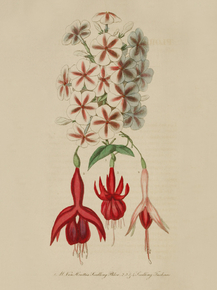 Fan Houtle's, Fuchsia Lamii