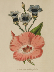 Echites Splendens, Roellia Ciliata