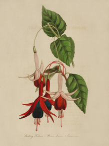 Fuchsia Prima Donna, Fuchsia Exoniensis