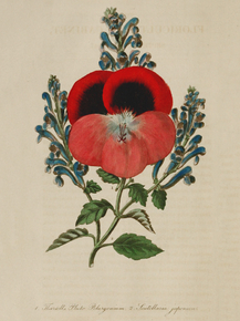 Thurteil's Pluto, Scutellaria Japonica