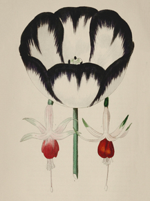 Groom's Victoria Regina Tulip
