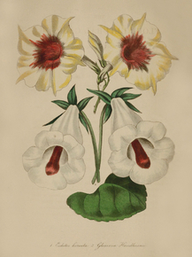 Eciiites Hirsuta, Gloxinia Handleyania