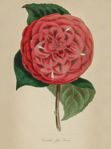Camellia Japonica