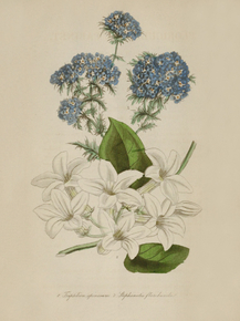 Triphlion Spinosum, Stephanotis Floribunda Triphlion Spinosum, Stephanotis Floribunda