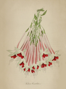 Fuchsia Bonstellation