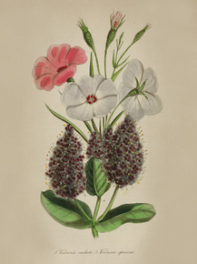 Veronica Speciosa, Viscaria Oculata Veronica Speciosa, Viscaria Oculata