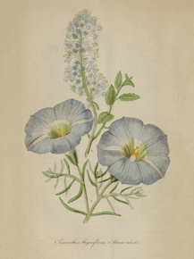 Ceanotiius Thyrsiflorus, Alona Ccelistus